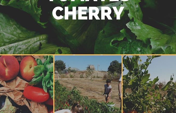Recolección tomates cherry el día 5 en el Rancho Cortesano