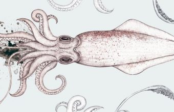 Del 12 al 14 de octubre: Jornadas del calamar de potera en la Venta Melchor
