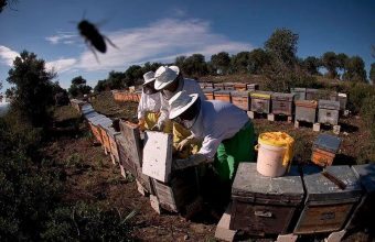 15 y 16 de septiembre. Jerez. Taller de apicultura y recolección de almendras.