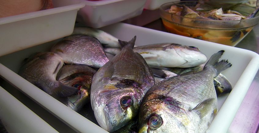 Jornadas de pesca artesanal y semana gastronómica en Barbate