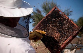 29 y 30 de septiembre. Jerez. Talleres de apicultura y recolección de membrillos ecológicos