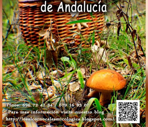 VIII Quedada de asociaciones micológicas de Andalucía