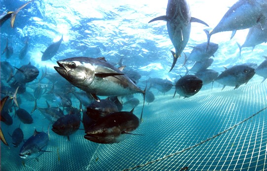 Jornadas gastronómicas dedicadas al atún rojo en Popeye de Chiclana desde el 17 de mayo