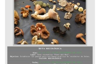Rutas y talleres micológicos en San Roque