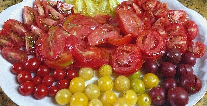 Cata de tomates en Chiclana