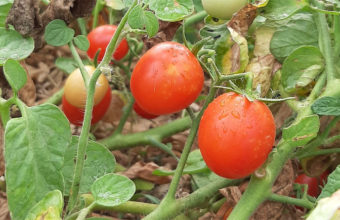 Recolección de tomates cherry en Rancho Cortesano