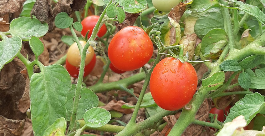 Recolección de tomates cherry en Rancho Cortesano