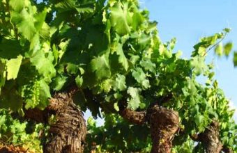 Visita a los viñedos de Jerez al atardecer