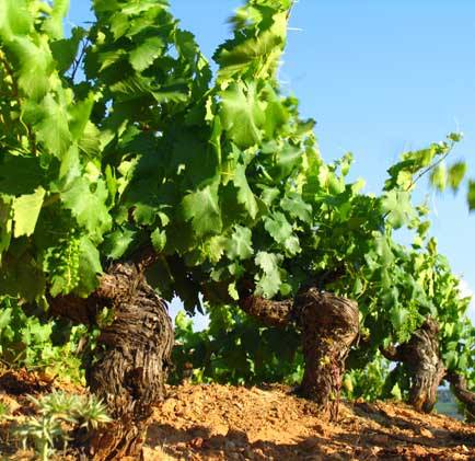 Visita a los viñedos de Jerez al atardecer el 27 de julio