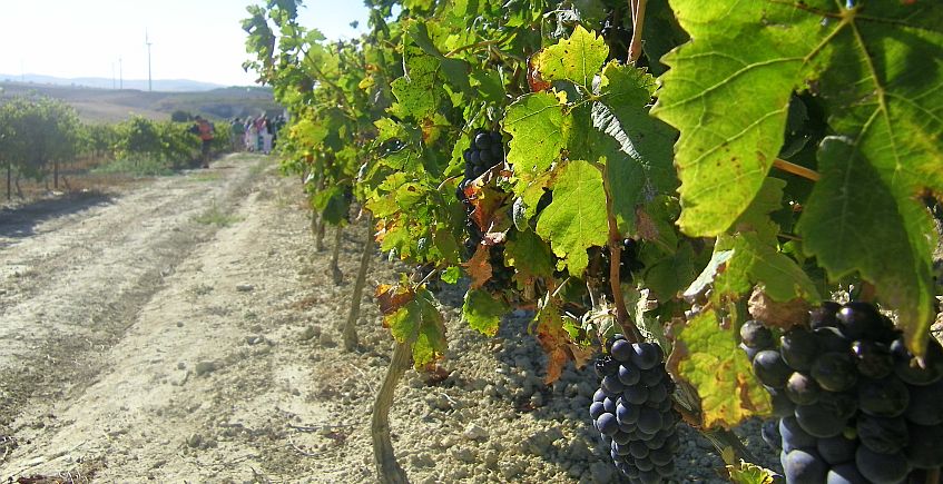 17 de septiembre. Jerez. Visita guiada, degustación de tres vinos y cata de uvas