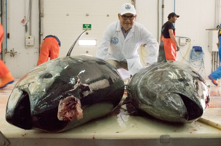 El gerente de El Campero, Pepe Melero, con unas piezas de atún recién capturadas en las instalaciones de Gadira. Foto: Mesa 12. 
