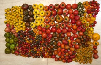 Cata de tomates el 10 de agosto en Sancha Pérez