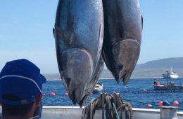 Barbate inicia la temporada del atún rojo con la captura de los primeros ejemplares