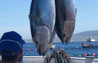 Mes del atún rojo de almadraba en Chiclana