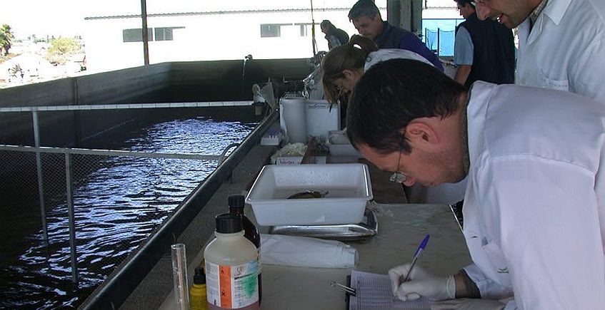 El Proyecto Seriola: Cádiz, en el estudio nacional para criar al pez limón