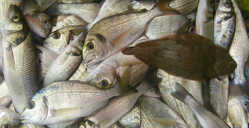 Pescado de estero tradicional en el Ventorrillo del Chato