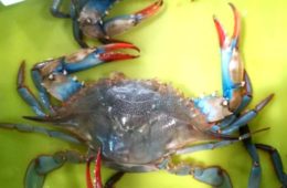Cata de cangrejo azul, pintura con ingredientes... la agenda gastronómica del fin de semana