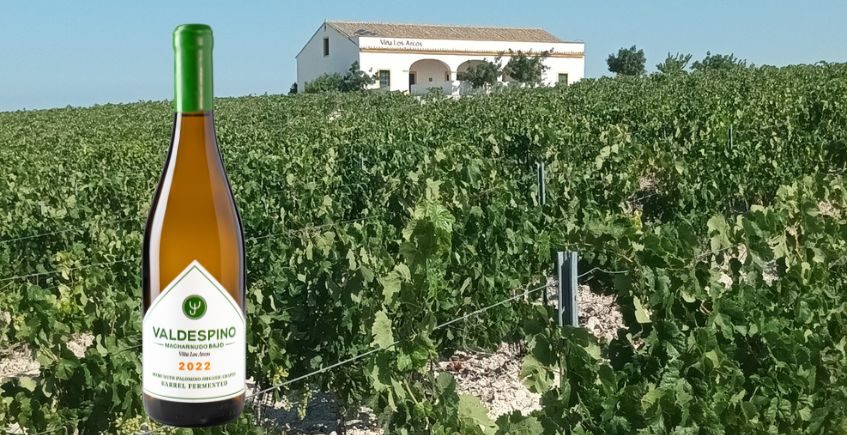 Valdespino lanza su primer vino ecológico tranquilo