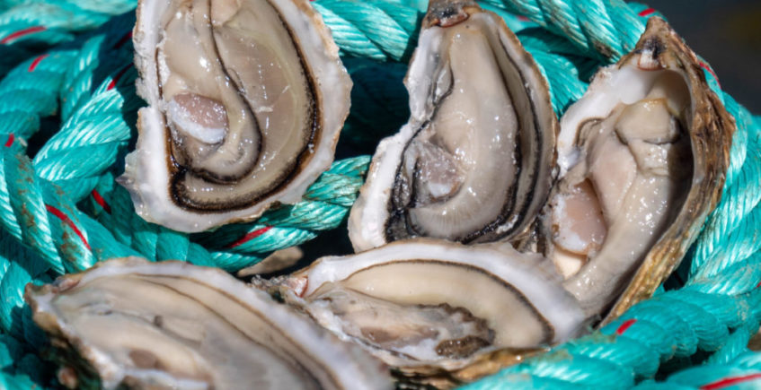 Las ostras francesas de Cádiz ya se comercializan... hasta en Francia
