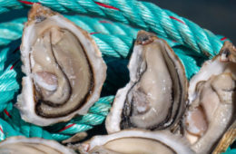 Las ostras francesas de Cádiz ya se comercializan... hasta en Francia