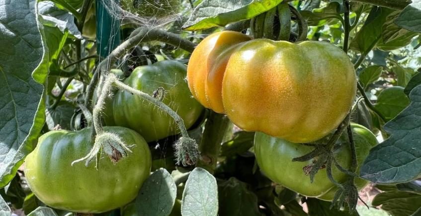 Cádiz reivindica sus tomates